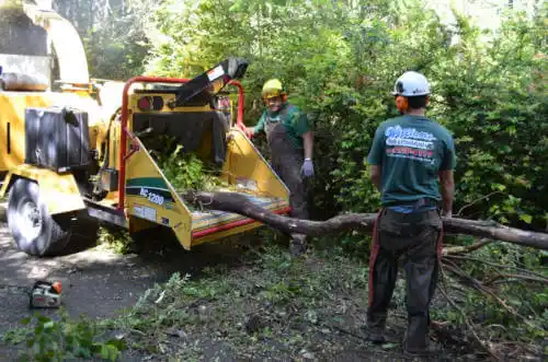 tree services Durango